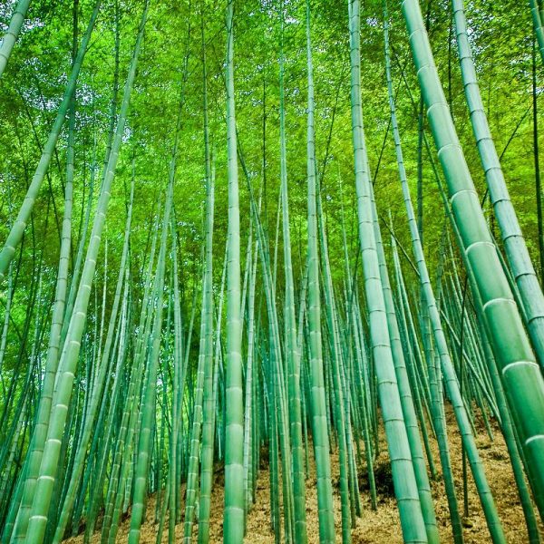 Sustainable-development