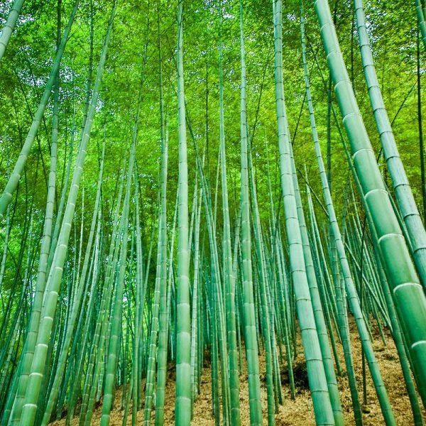 Sustainable-development